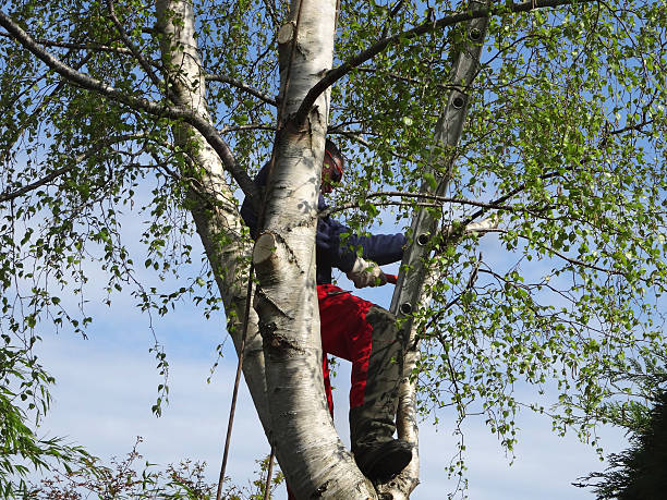 How Our Tree Care Process Works  in  Matoaca, VA